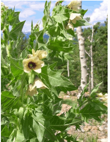 Black henbane